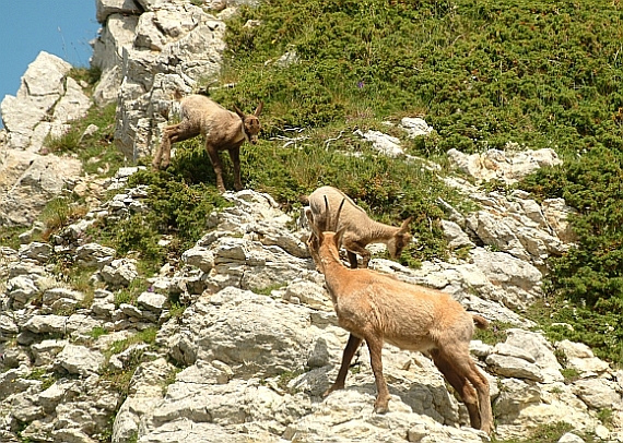 Camoscio d''Abruzzo Rupicapra pyrenaica ornata